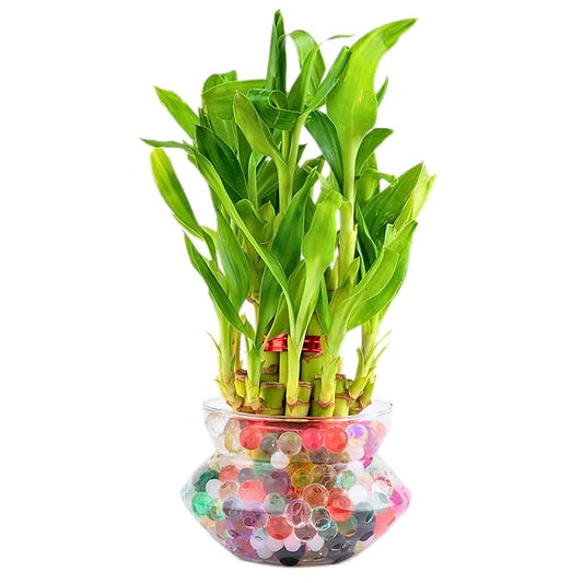2-Layer Lucky Bamboo Plant in Glass Pot – 4 Inch