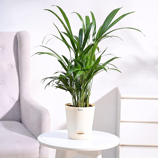 Areca Palm – Natural Air-Purifying Live Plant