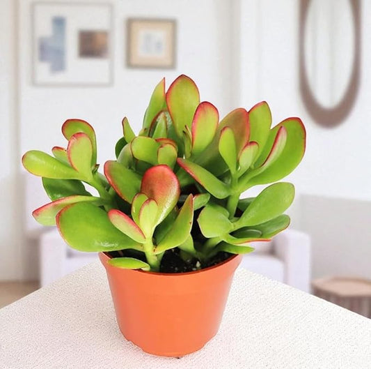 Crassula Ovata (Jade Plant) – Big Leaf Lucky Bonsai Plant with Pot