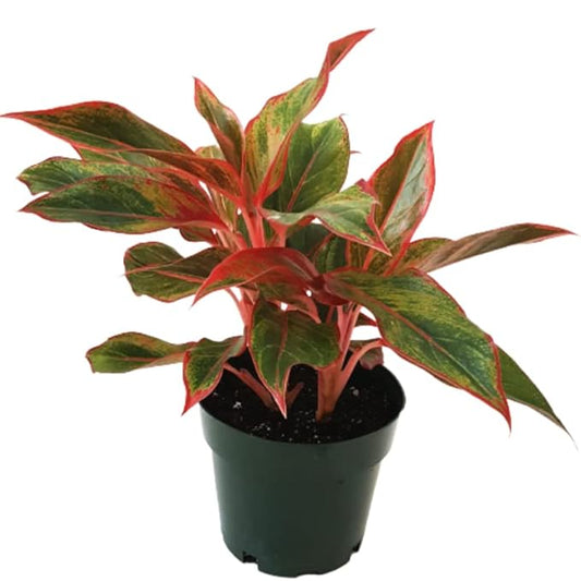 Aglaonema (Lipstick, Single Stem) – Live Indoor Plant with 7.5cm Pot