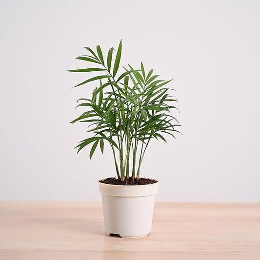 Air-Purifying Bamboo Palm Live Plant with Grow Pot