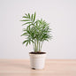 Air-Purifying Bamboo Palm Live Plant with Grow Pot