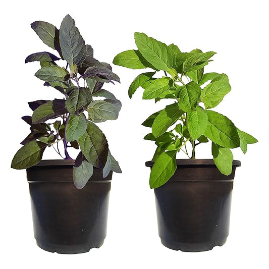 Tulsi Plant Live Combo – Rama Tulsi &amp; Krishna Tulsi (Small, with Pots)