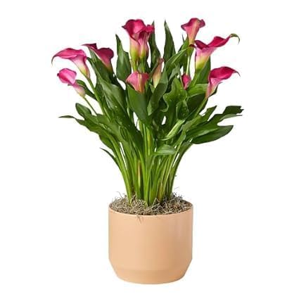 Peace Lily (Spathiphyllum) – Live Flowering Air-Purifying Plant