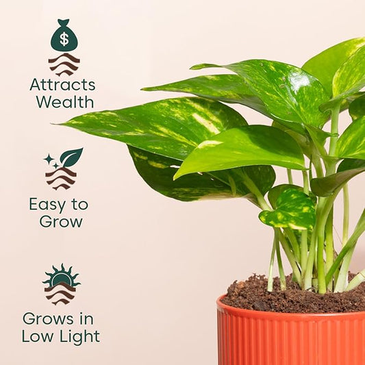 Variegated Money Plant – Live Indoor Plant with Self-Watering Pot (3.5 Inch)